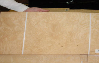 Giallo di legno dell'impiallacciatura del Burl della noce della costruzione con spessore di 0.50mm
