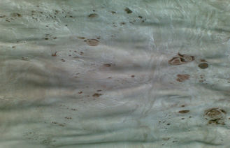 Taglio affettato impiallacciatura di legno piana di Burled, impiallacciatura di costruzione del Burl della cenere